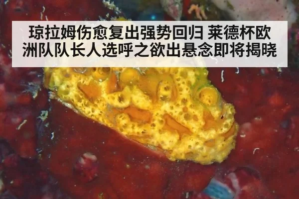 琼拉姆伤愈复出强势回归 莱德杯欧洲队队长人选呼之欲出悬念即将揭晓